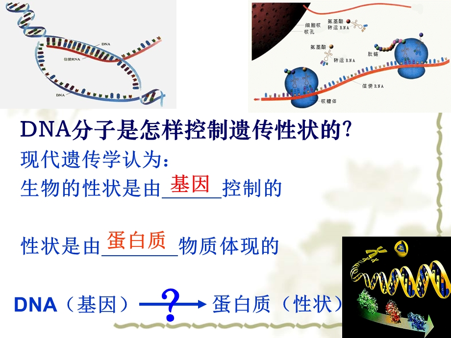 基因指导蛋白质的合成讲课课件.ppt_第2页