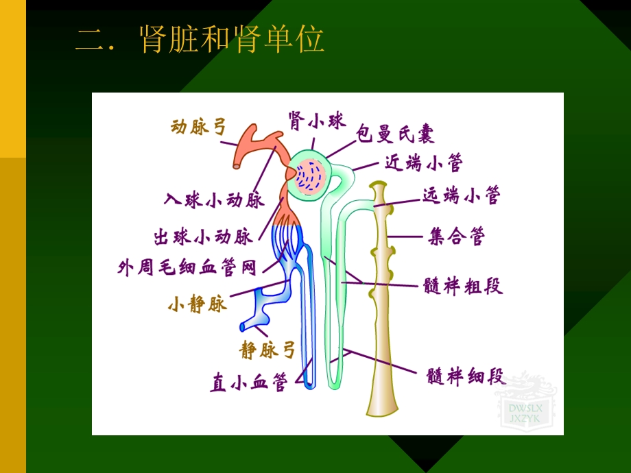 排泄和渗透压课件.ppt_第3页