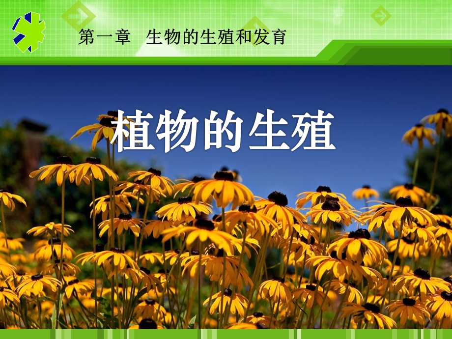 植物的生殖生物的生殖和发育精品教学ppt课件.ppt_第1页