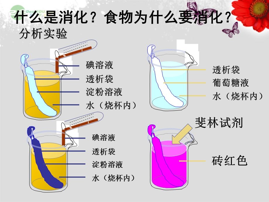 七年级生物册八人体的营养二(一课时)北师大版课件.ppt_第3页