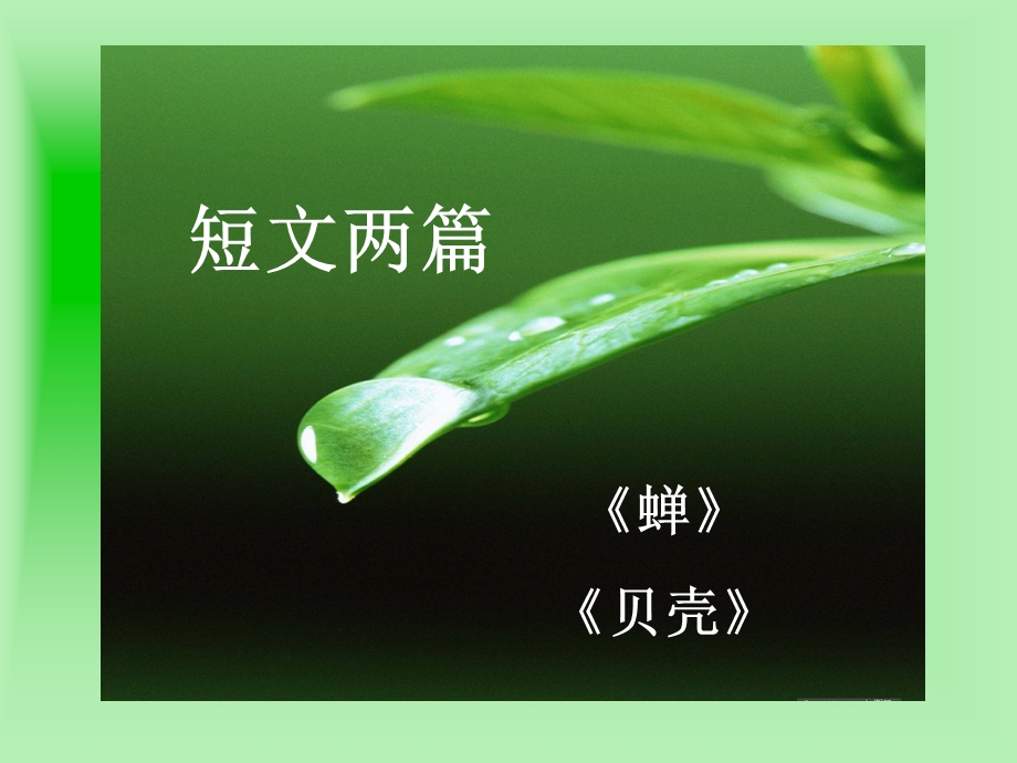 短文两篇蝉贝壳课件.ppt_第1页