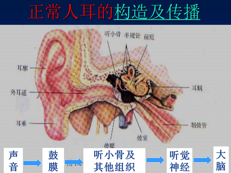 我们怎样听到声音-课件-人教版.ppt_第2页