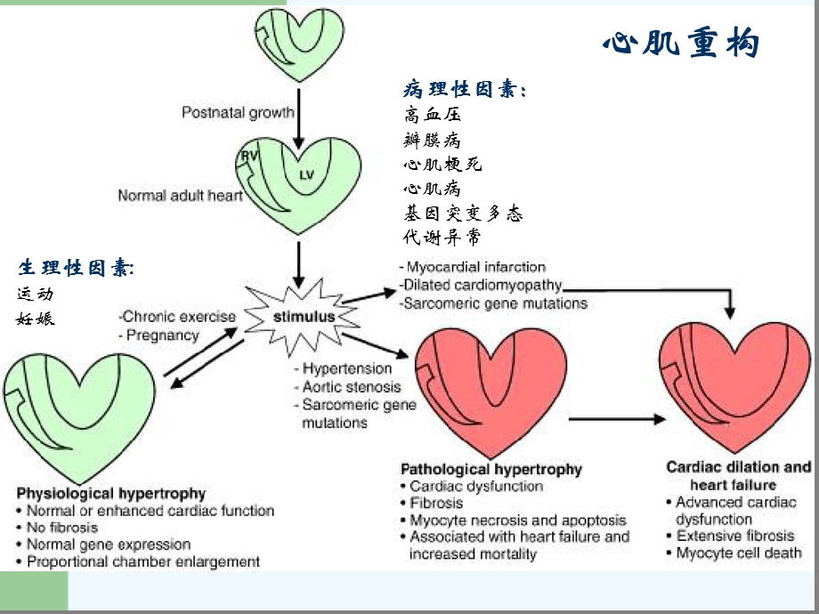 心肌重构机制的研究进展及早期干预研究课件.ppt_第3页