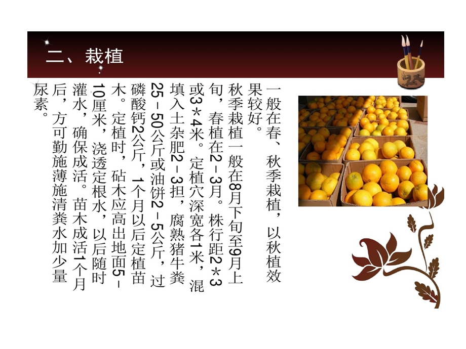 柑橘种植技术课件.ppt_第3页