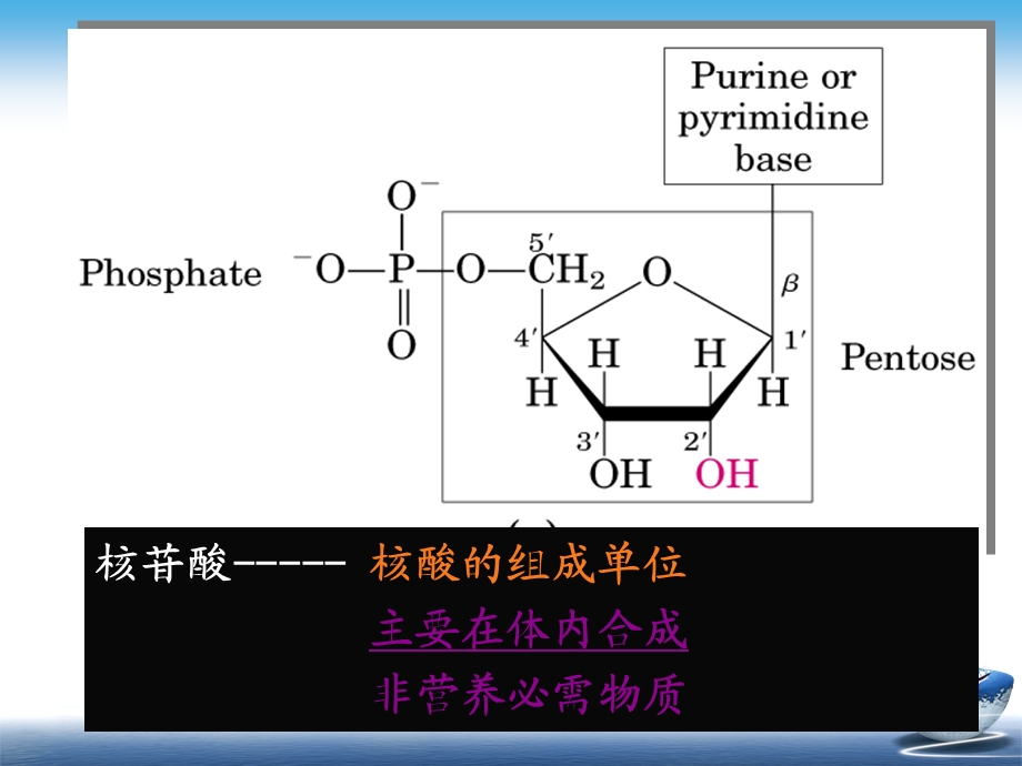 核酸的降解和核苷酸代谢课件.ppt_第3页