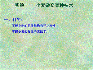 小麦杂交育种技术实验课件.ppt