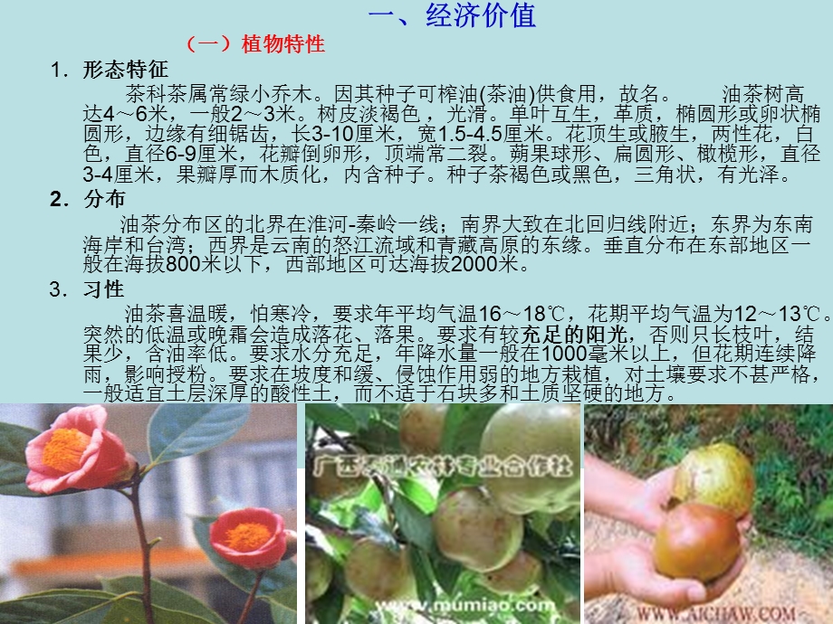 油茶栽培油茶栽培技术技术课件.ppt_第2页