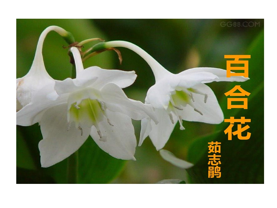 百合花人物刻画课件.ppt_第2页