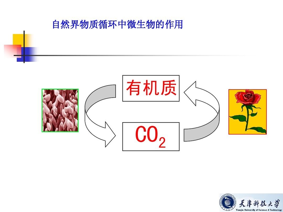 有机污染物生物降解途径课件.ppt_第3页