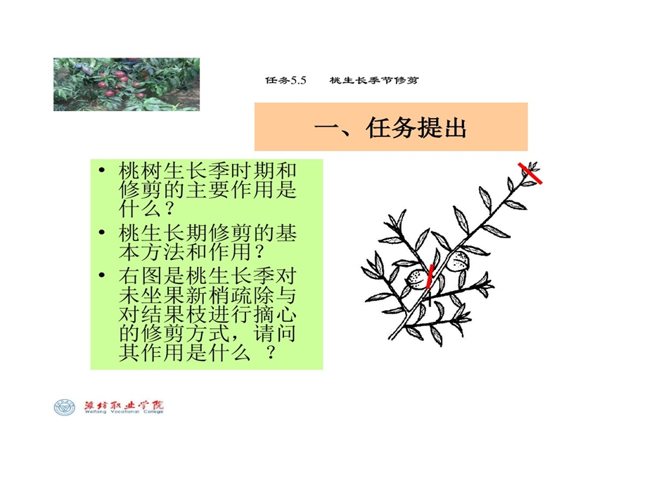 桃树生长季修剪课件.ppt_第2页