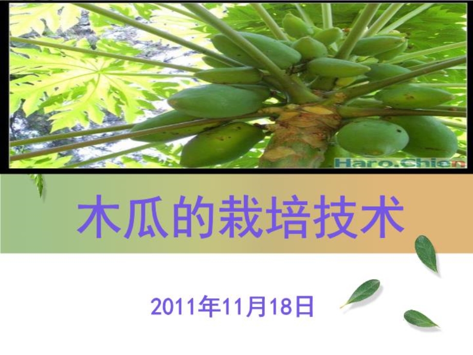 木瓜的栽培技术课件.ppt_第2页