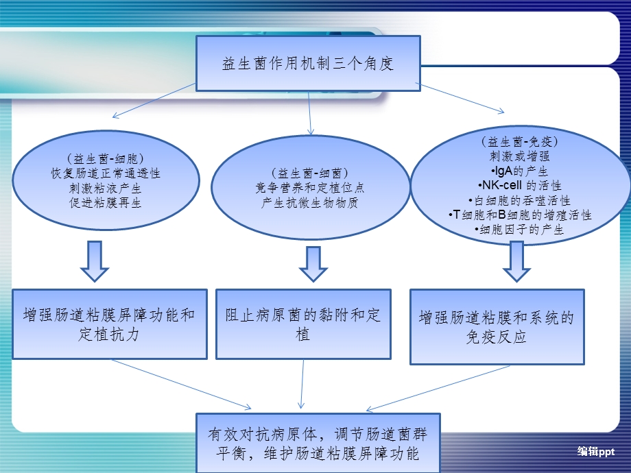 益生菌作用机制课件.ppt_第2页