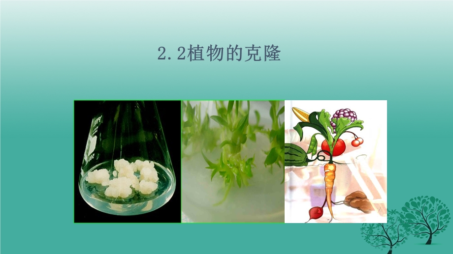 植物的克隆浙科版课件.ppt_第1页