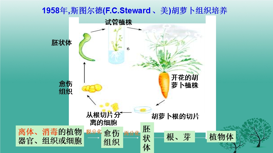 植物的克隆浙科版课件.ppt_第2页