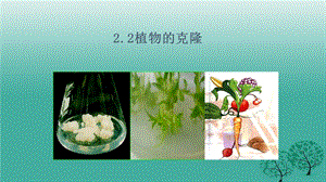 植物的克隆浙科版课件.ppt