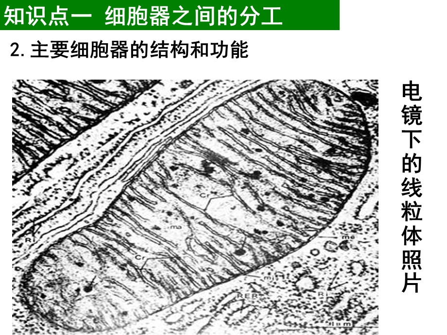 知识点四用高倍镜观察叶绿体和线粒体课件.ppt_第3页