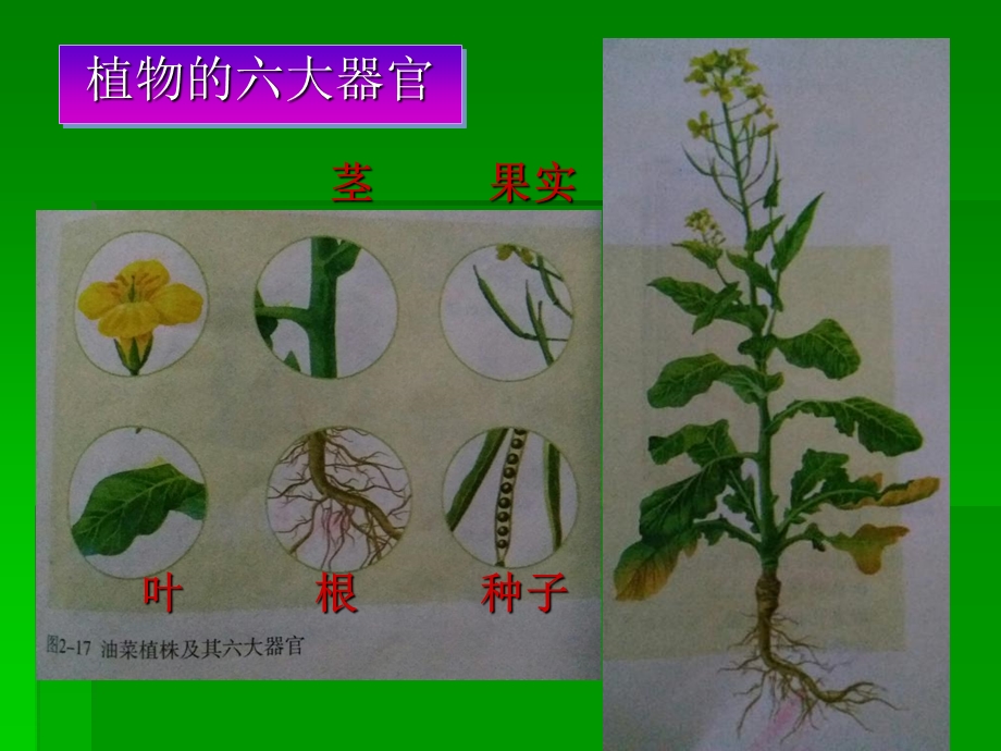 植物体的结构层次-课件 -人教版.ppt_第3页