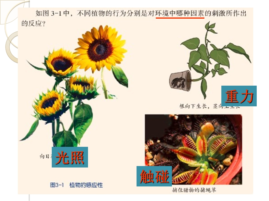 把这盆小麦幼苗放在硬纸盒里课件.ppt_第3页