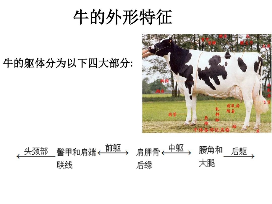 牛的体型外貌及其鉴别讲解课件.ppt_第3页