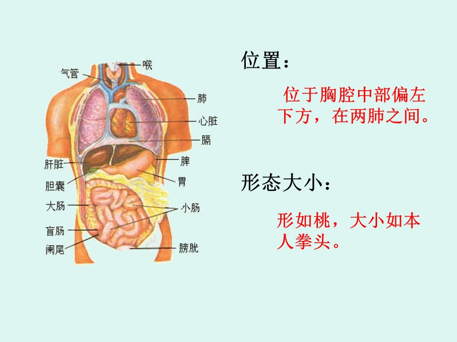 心脏-课件-济南版.ppt_第2页