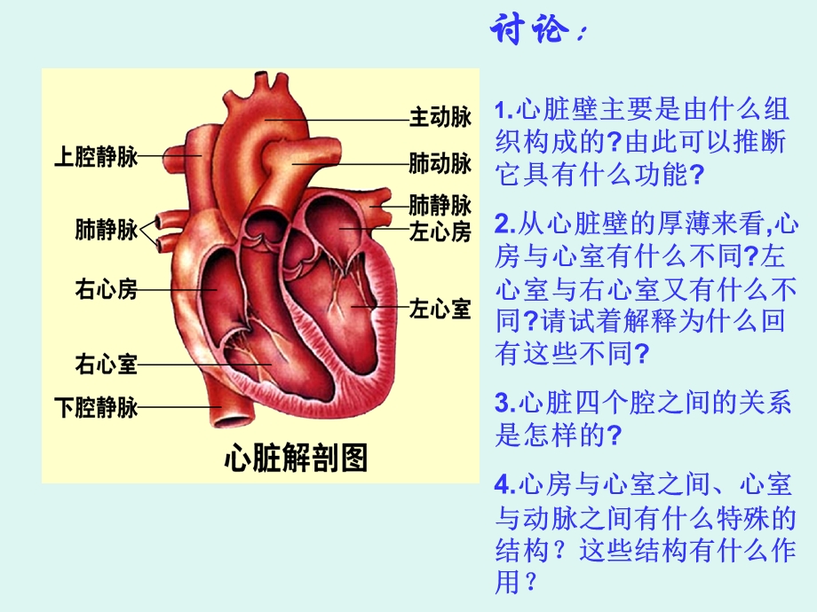 心脏-课件-济南版.ppt_第3页