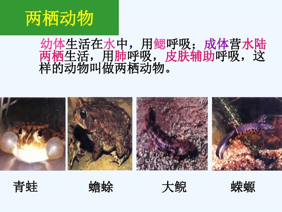 生物人教版八年级下册《两栖动物的生殖和发育》课件.ppt_第3页