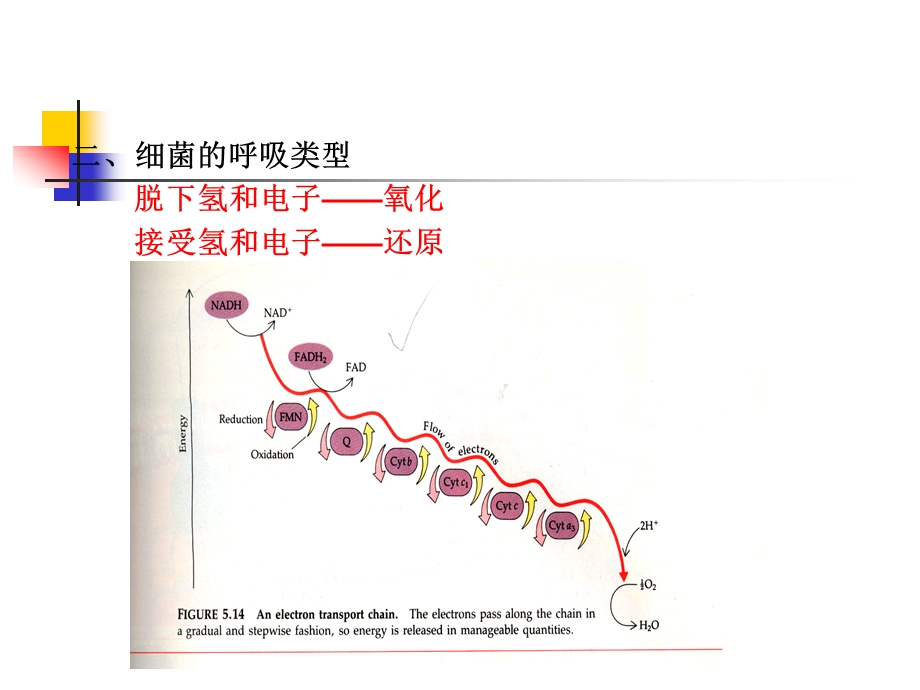 水处理生物学六讲)课件.ppt_第3页