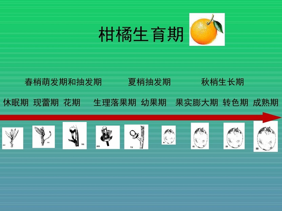 柑橘砂糖橘全生育期解决方案课件.ppt_第3页