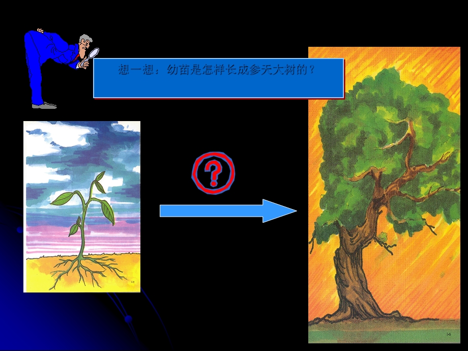 植株的生长-课件-人教版.ppt_第2页