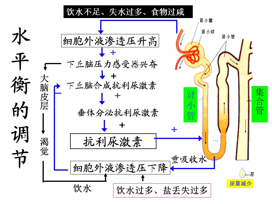 水和无机盐平衡的调节-课件.ppt_第3页