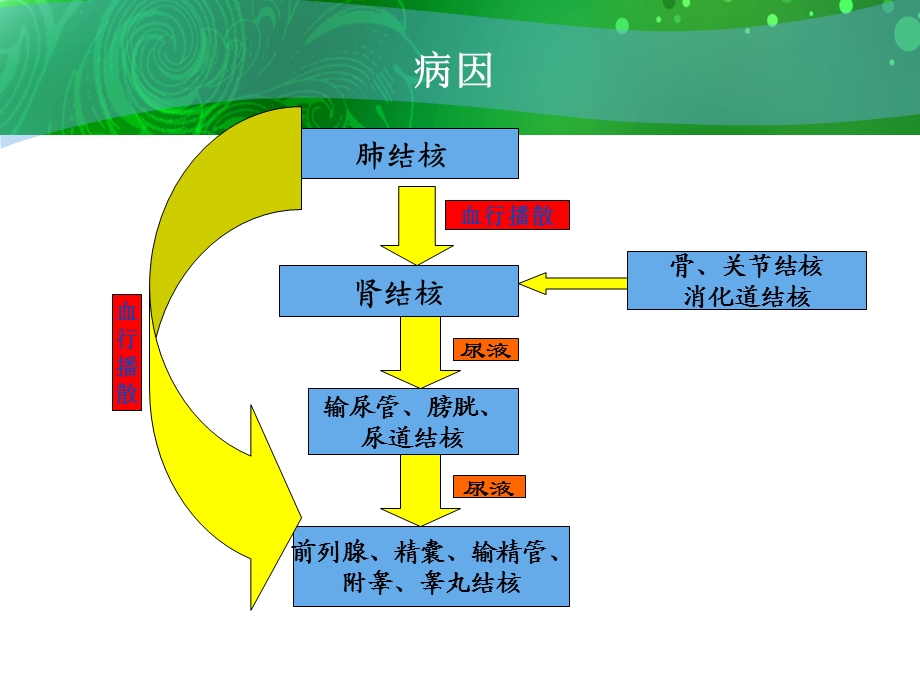 泌尿、男生殖系统结核病人的护理课件.ppt_第3页