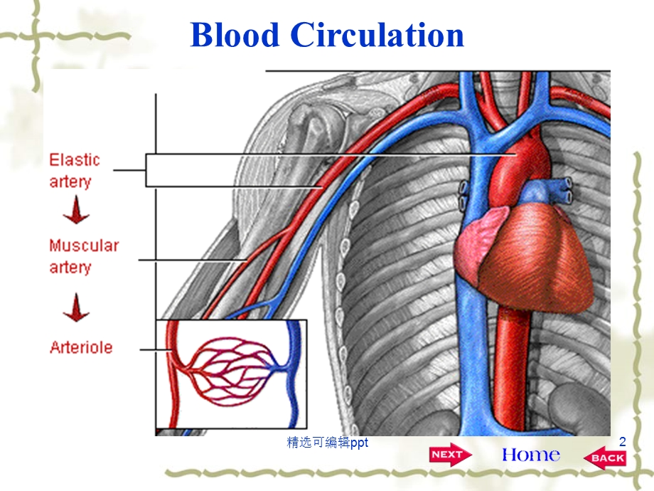 心血管生理学.ppt_第2页