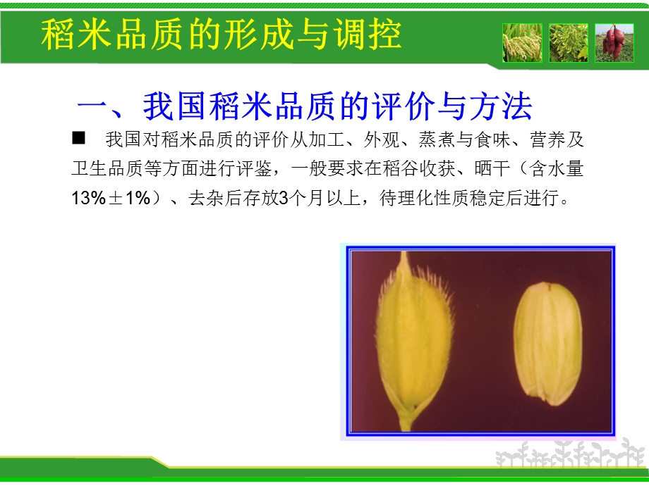 外观品质稻米品质的形成与调控垩白-多元化评价系统课件.ppt_第3页