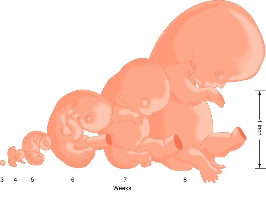 孕产妇营养与保健课件.ppt_第2页