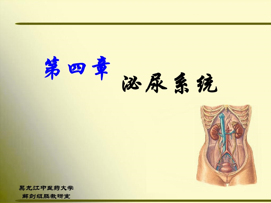 正常人体解剖学第四章泌尿系统课件.ppt_第1页