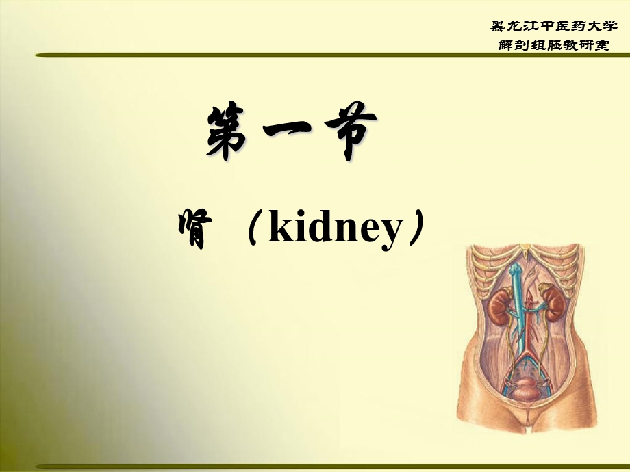 正常人体解剖学第四章泌尿系统课件.ppt_第3页