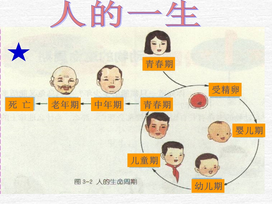 浙教版七年级科学下册13动物的生长时期ppt课件.ppt_第2页