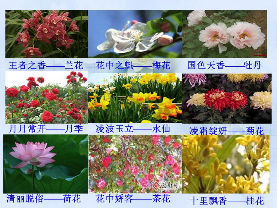 植物的开花和结果-课件苏教版.ppt_第1页