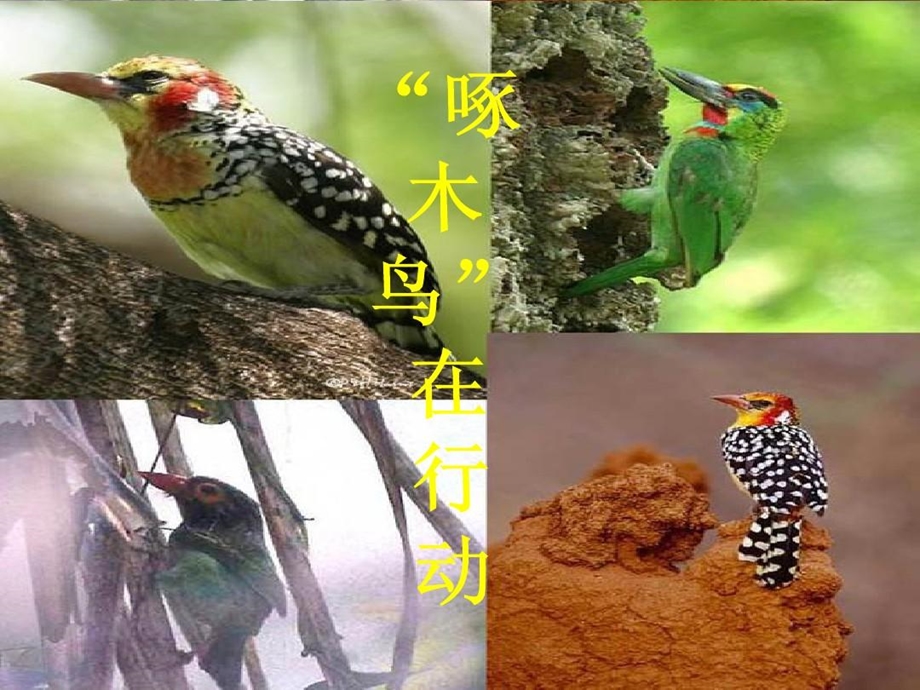 找找身边的错别字啄木鸟行动课件.ppt_第2页