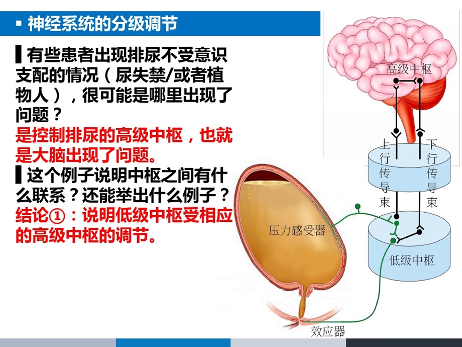 神经系统的分级调节和高级功能课件.ppt_第3页