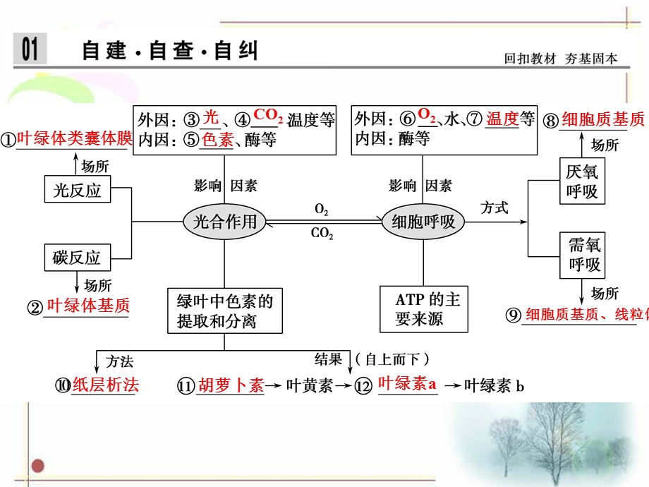 生物二轮专题第讲-光合作用与细胞呼吸ppt课件.ppt_第2页