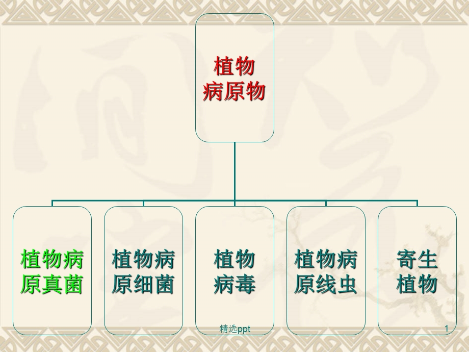 植物病原细菌课件.ppt_第1页