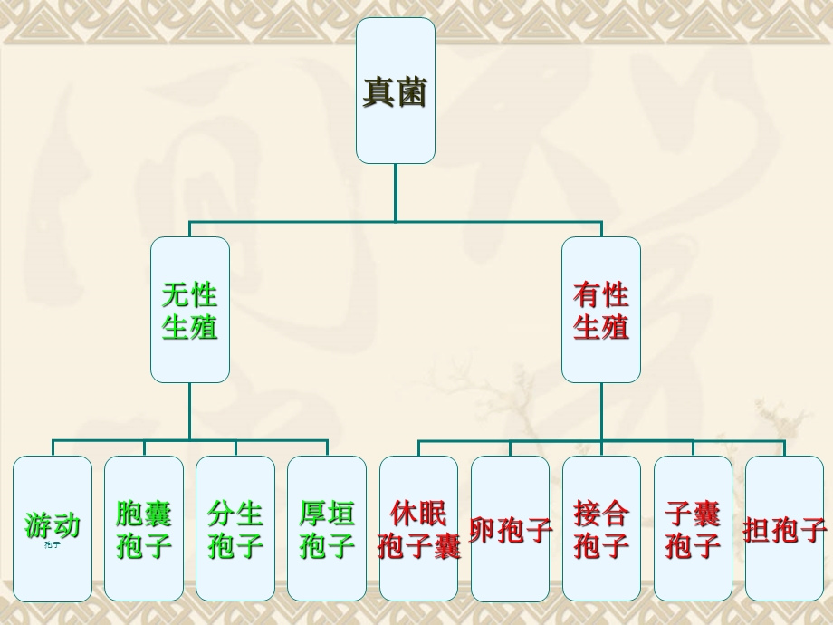 植物病原细菌课件.ppt_第3页