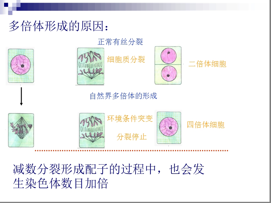 染色体变异在育种上的应用课件.ppt_第2页