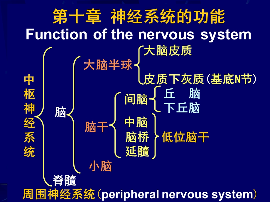 生理学ppt课件第十章神经系统的功能.ppt_第1页