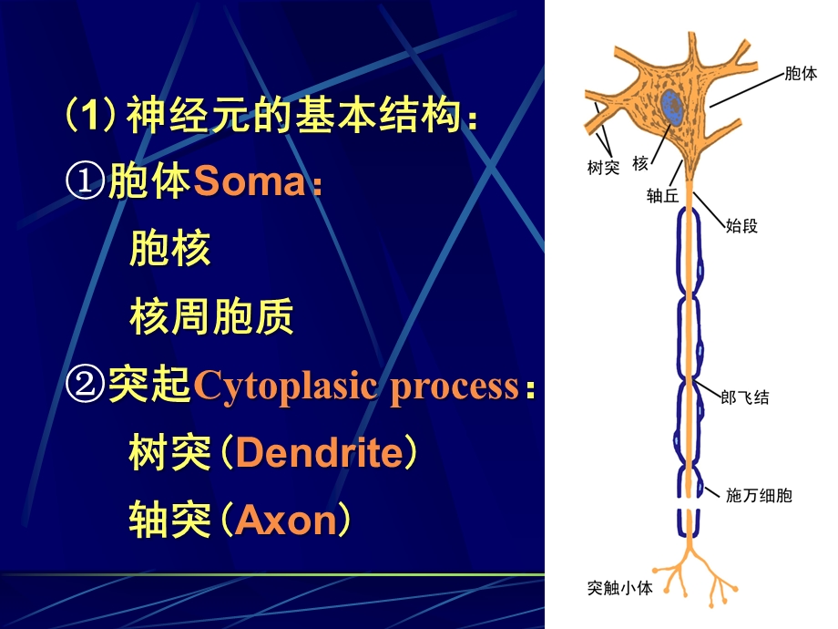 生理学ppt课件第十章神经系统的功能.ppt_第3页