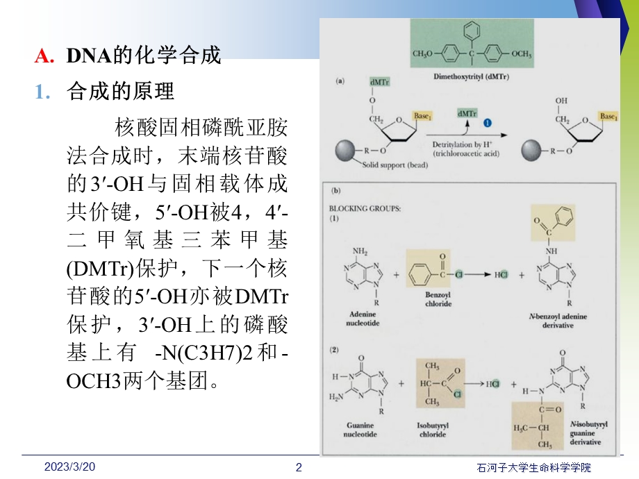 DNA体外合成与序列测定课件.ppt_第2页