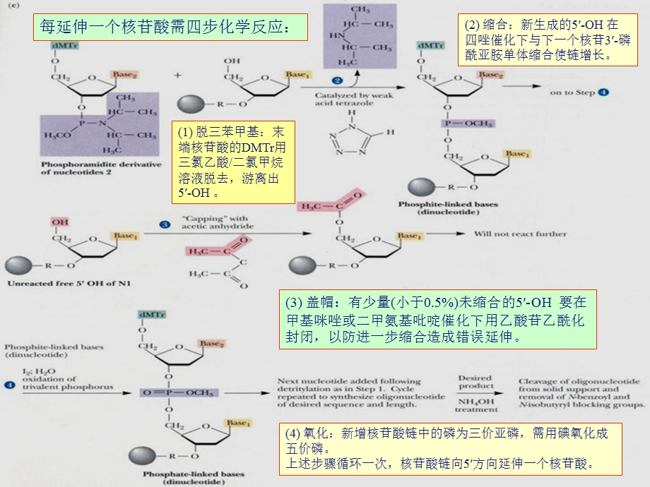 DNA体外合成与序列测定课件.ppt_第3页