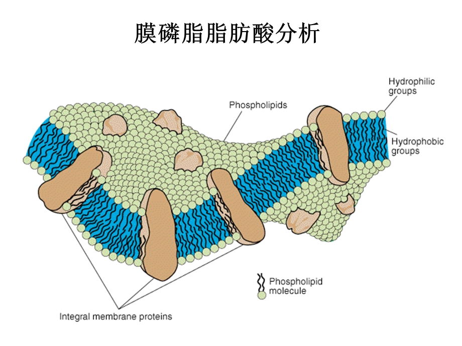 微生物群落结构分析方法根据微生物利用碳源特性课件.ppt_第2页