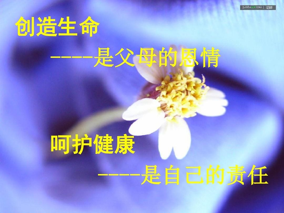 松花粉与人类健康课件.ppt_第2页